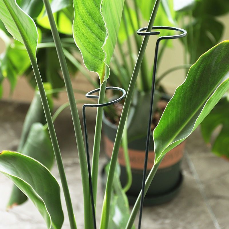 1/10pcs Tuin Ondersteuning Sta - Florist Supply Bulk recensie en prijs